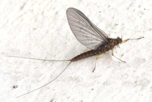 Réf. 324 195 : Baetinae inconnu